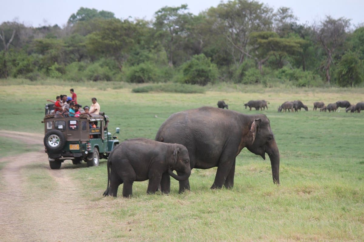 Wild Sri Lanka